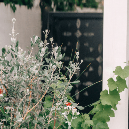 Greenery and plants outside of Skylight Recovery Center